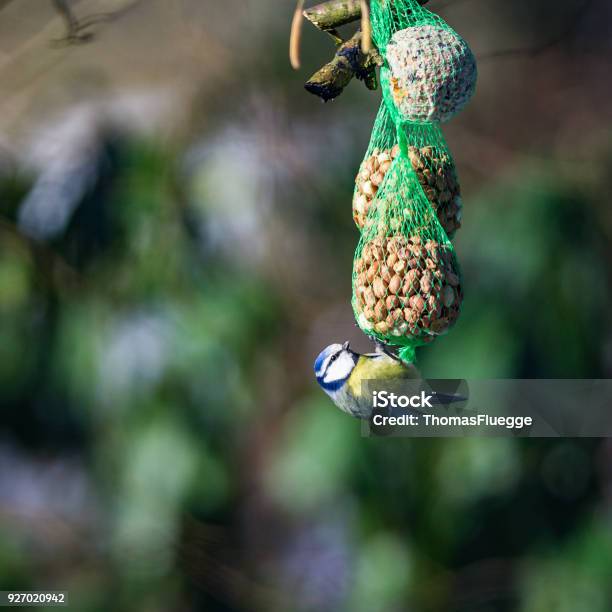 Blaumeise Bin Futterknödel Stockfoto und mehr Bilder von Ast - Pflanzenbestandteil - Ast - Pflanzenbestandteil, Baum, Blaumeise