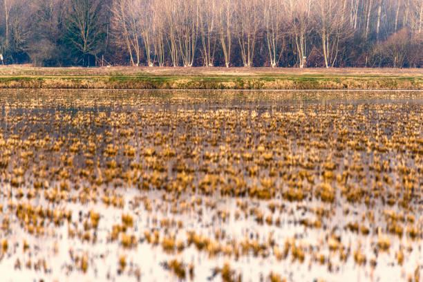 winter sunset on a rice farm field in Lombardia on the Ticino riverbanks