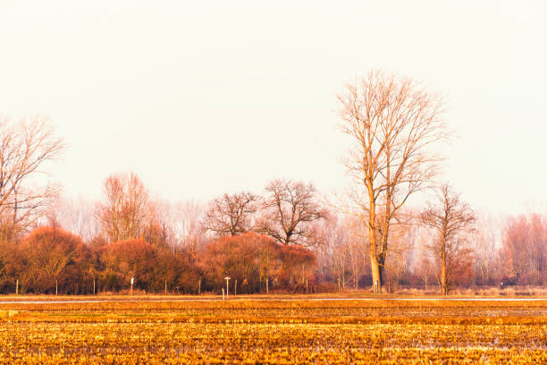 winter sunset on a rice farm field in Lombardia on the Ticino riverbanks