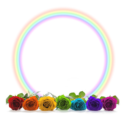 A row of seven chakra coloured rose heads in front of a rainbow circle border on white background with plenty of copy space