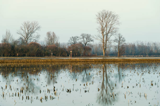 winter sunset on a rice farm field in Lombardia on the Ticino riverbanks