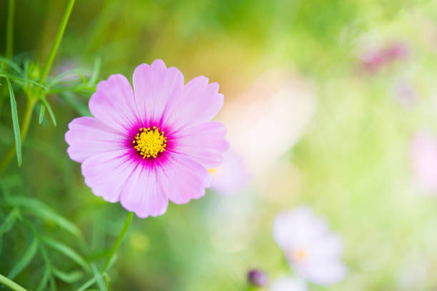 istock Close up of pink cosmos flower. 927027982