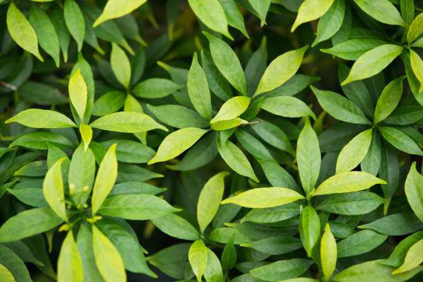 istock Green plant leaves foliage texture background. 927028504