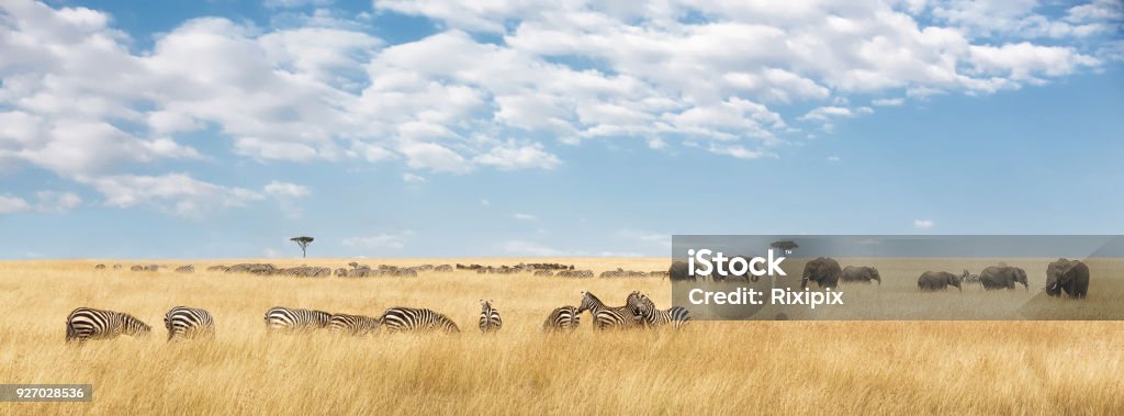Elefanten und Zebras panorama - Lizenzfrei Savanne Stock-Foto