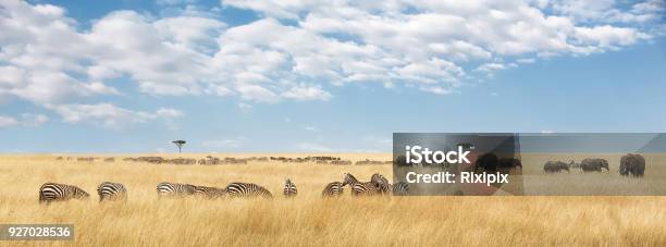 Elefanten Und Zebras Panorama Stockfoto und mehr Bilder von Savanne - Savanne, Ebene, Afrika