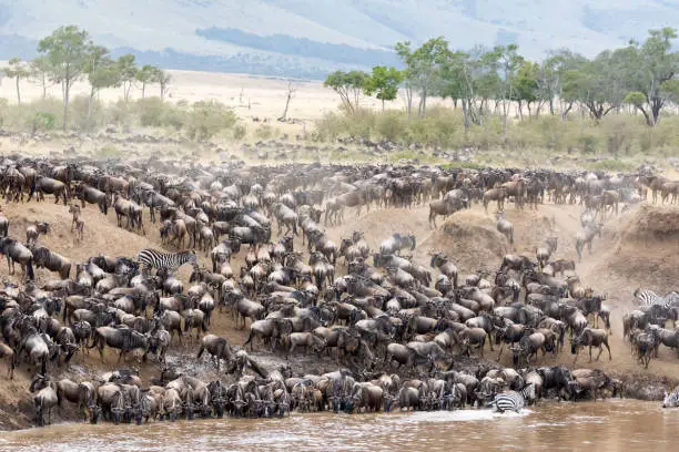 Zebra mingle with thousands of wildebeest on the banks of the Mara River during the annual great migration. In the Masai Mara, Kenya. Every year 1.5 million wildebeest make the arduous trek from Tanzania to Kenya