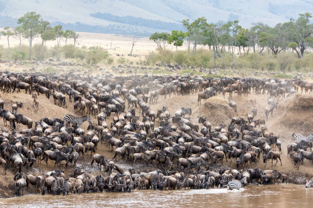 gnus e zebras nas margens do rio mara - wildebeest - fotografias e filmes do acervo