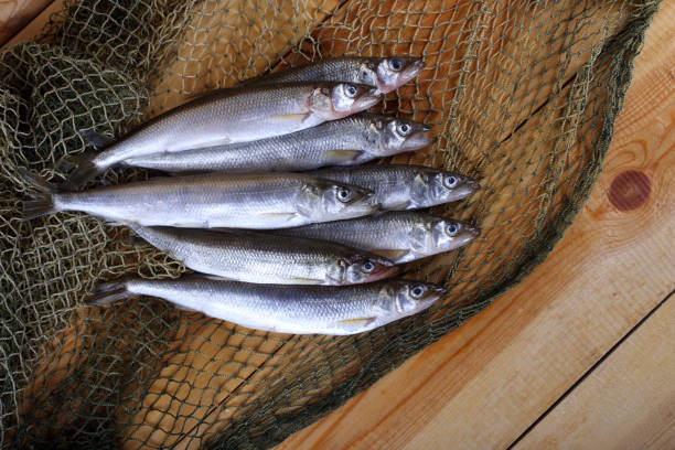 istock Smelt fishes on net. Pacific smelt variety 927031302