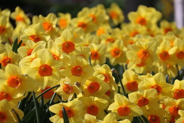 istock Yellow and Orange Narcisi 927031910