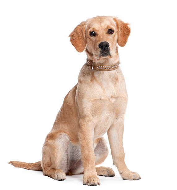 золотой ретривер щенка (5 месяцев - goldie стоковые фото и изображения