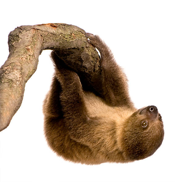 istock baby Two-toed sloth (4 months) - Choloepus didactylus 92703363