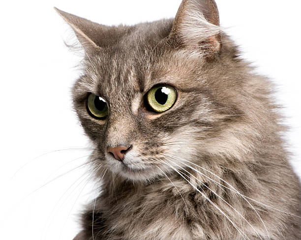 istock close-up on a Crossbreed angora and european cat (9 years) 92703382