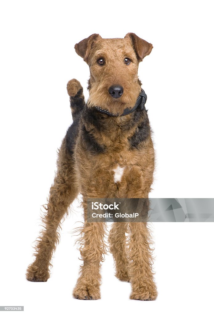 Airedale Terrier (2 years)  Airedale Terrier Stock Photo