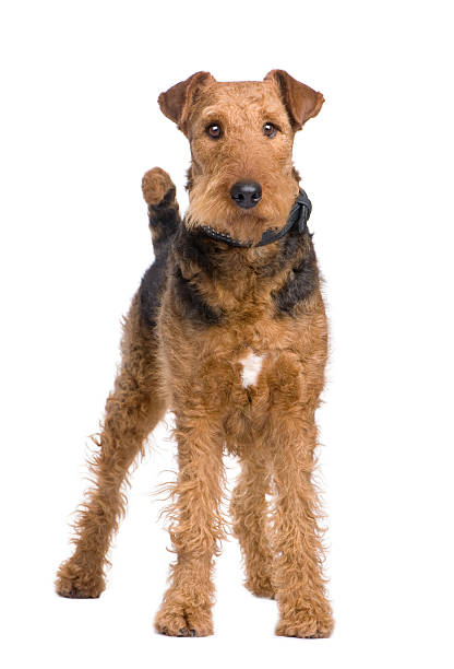 Airedale Terrier (2 years)  airedale terrier stock pictures, royalty-free photos & images