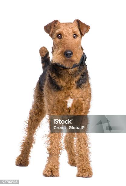 Airedale Terrier Stock Photo - Download Image Now - Airedale Terrier, Cut Out, White Background