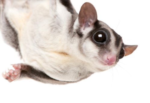 Sugar glider - Petaurus breviceps in front of a white background.