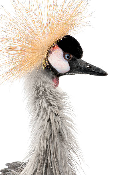 istock Grey Crowned Crane (bird)- Balearica regulorum (18 months) 92703503