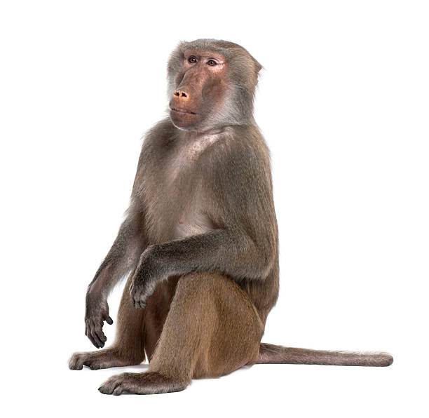 Baboon sitting- Simia hamadryas  baboon photos stock pictures, royalty-free photos & images