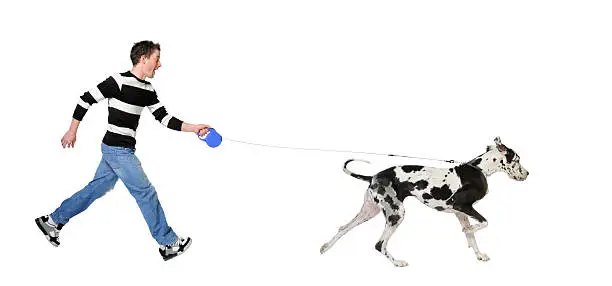 Man walking his dog (Great dane 4 years) in front of a white background.