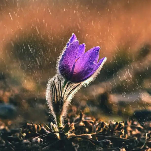 Spring and springtime flower in the rain.  Blooming beautiful flowers on a meadow in nature. Pasque flower and sun with a natural colored background. (Pulsatilla grandis)