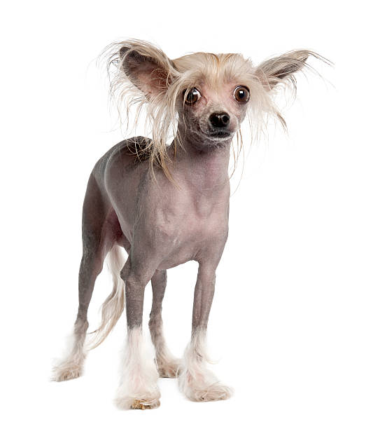 istock Hairless Chinese Crested Dog on white background 92703512