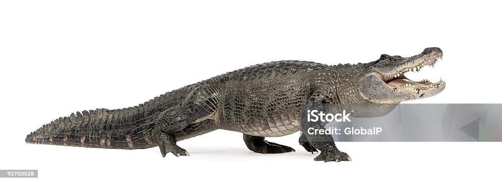 American Alligator (30 Jahre - Lizenzfrei Alligator Stock-Foto