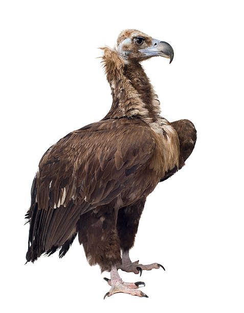 istock Eurasian Black Vulture (42 years) - Aegypius monachus 92703534