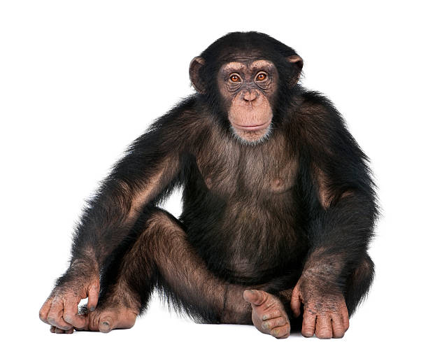 Young Chimpanzee Simia Troglodytes Stock Photo - Download Image Now -  Chimpanzee, Ape, Monkey - iStock