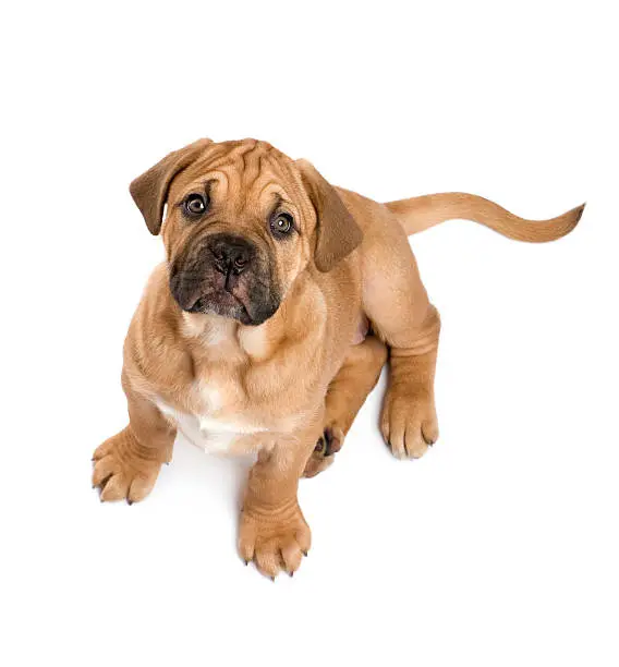 Dogue de Bordeaux puppy (2 months) in front of a white background.