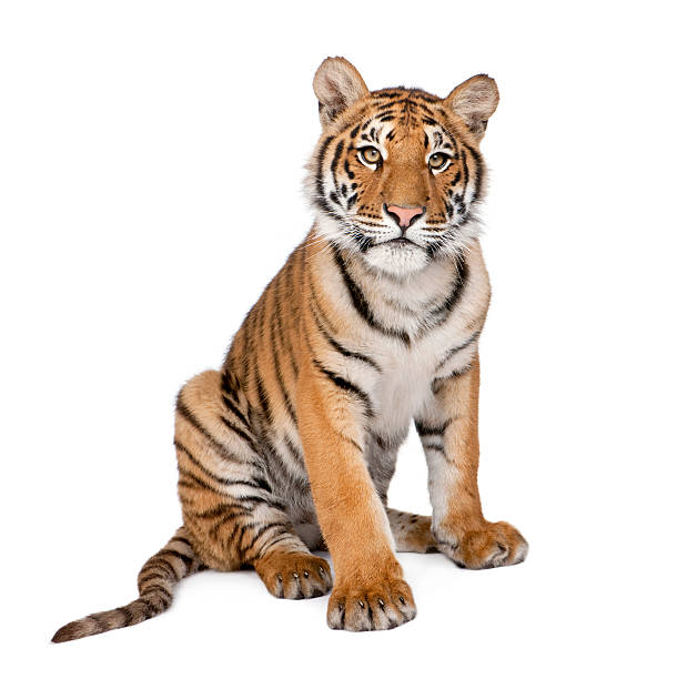 portrait du tigre du bengale, 1 an, assis, studio photo - seated tiger photos et images de collection