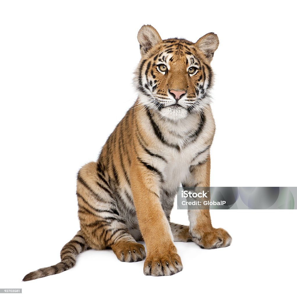 Portrait of Bengal Tiger, 1 year old, sitting, studio shot  Tiger Stock Photo