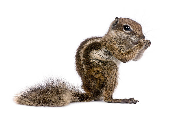 istock Babary Ground Squirrel, Atlantoxerus Getulus, standing 92703586