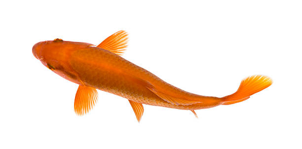 Orange koi fish, Cyprinus Carpio, studio shot  carp stock pictures, royalty-free photos & images