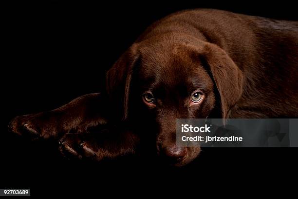 Chocolate Labrador Retriever Stockfoto und mehr Bilder von Braun - Braun, Farbbild, Fotografie