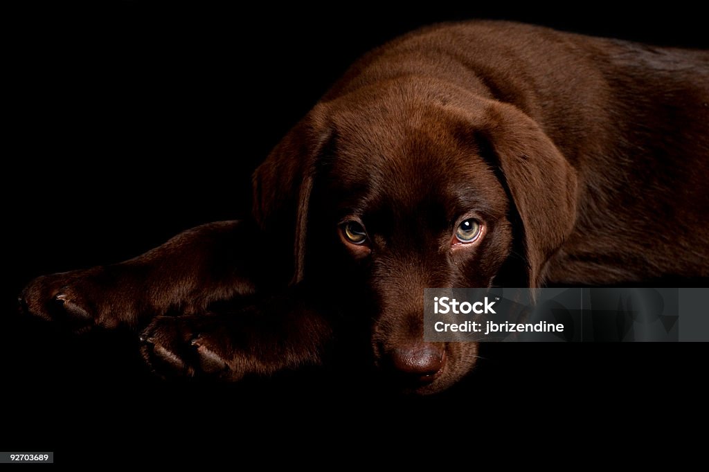 Retriever du Labrador chocolat - Photo de Amour libre de droits