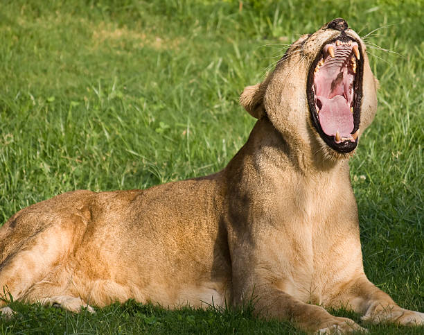 istock Female Lion Roaring 92703698
