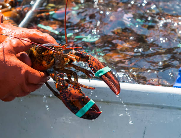 istock The head and claws of a lobster 927045684