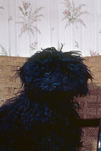 istock Portrait of a Black Poodle, 927046090