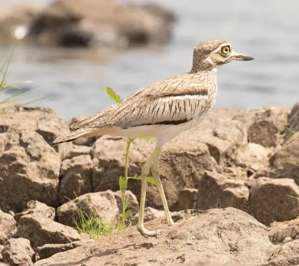 Thick-knee on the rocks.