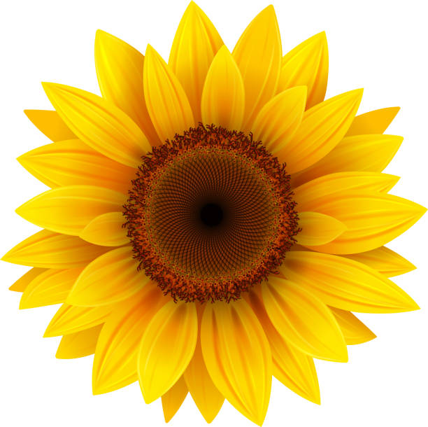 Girasol - Banco de fotos e imágenes de stock - iStock Girasol - Banco de fotos e imágenes de stock - iStock