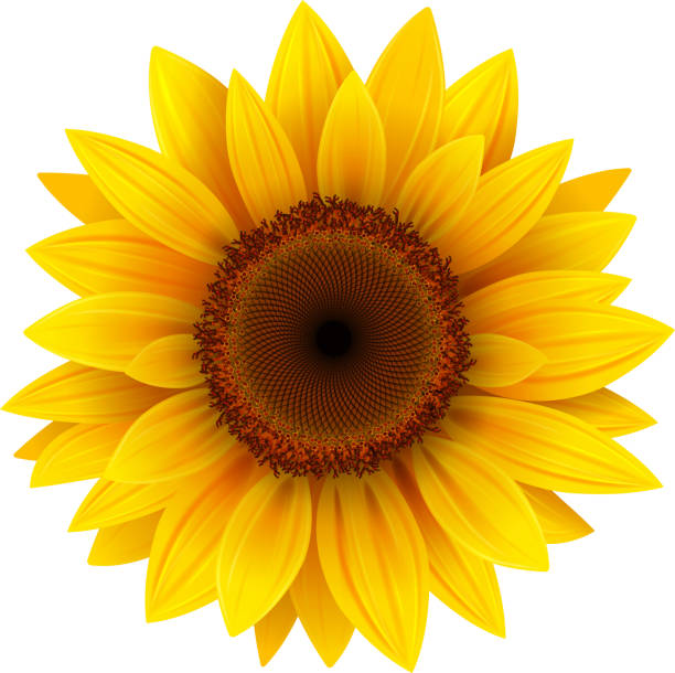 kwiat słonecznika wyizolowany - neutralne tło ilustracje stock illustrations