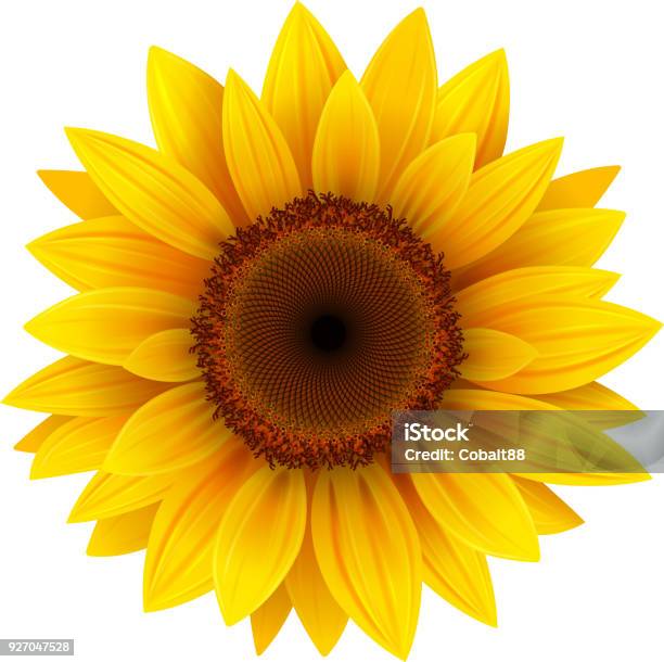 Sunflower Flower Isolated Stock Illustration - Download Image Now - Sunflower, Flower, Vector