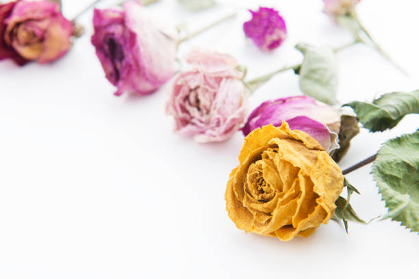아름다운 장미 배경기술 - rose pattern yellow dried plant 뉴스 사진 이미지