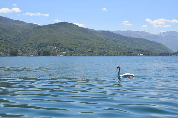 istock Swan swimming in ohrid lake, Macedonia. 927050080