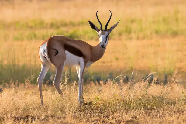 Close-up of a springbok standing on the short grass of a plain in the Kgalagadi