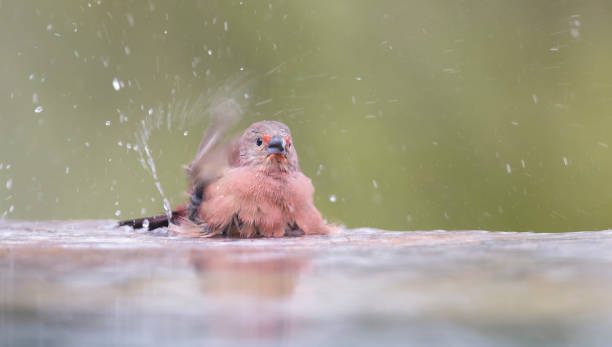 istock Jameson's Firefinch having a bath to cool down in a shallow pool 927057166