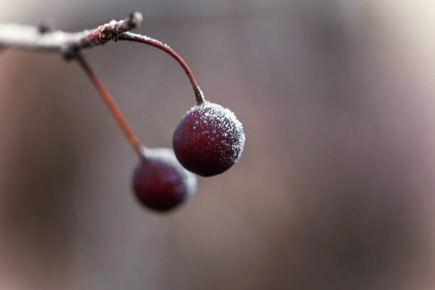 istock Garden details during winter time, red berries covered with ice 927058078