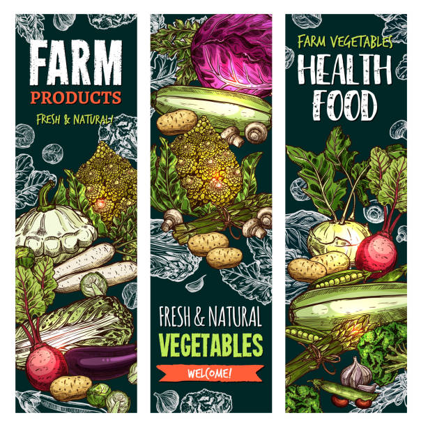 wektorowe sztandary naturalnych warzyw gospodarskich - vegetable leek kohlrabi radish stock illustrations