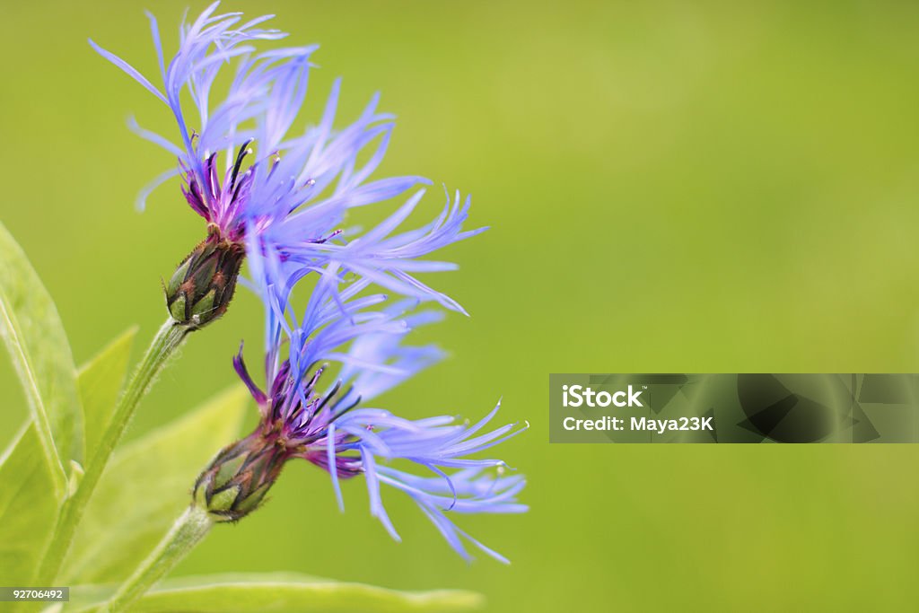 花の背景の芝生 - カラー画像のロイヤリティフリーストックフォト