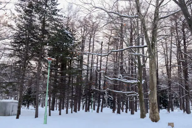 Photo of winter trees with snow,Maruyama park in Sapporo in Japan